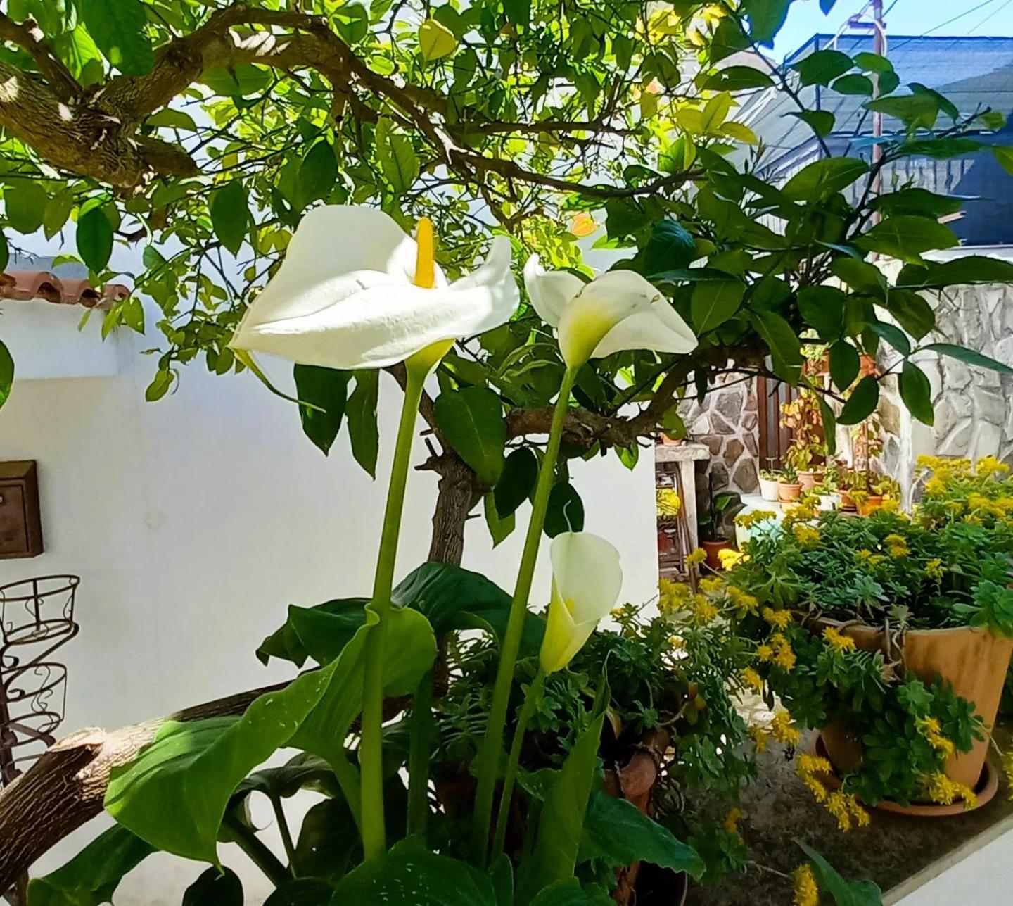 Apartments Donda Спліт Екстер'єр фото